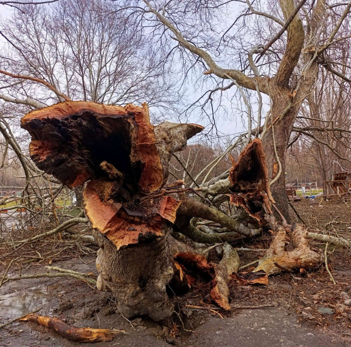 Konya’da 500 yıllık çınar ağacı rüzgara dayanamadı 4